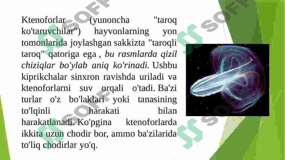 Ctenophora 2