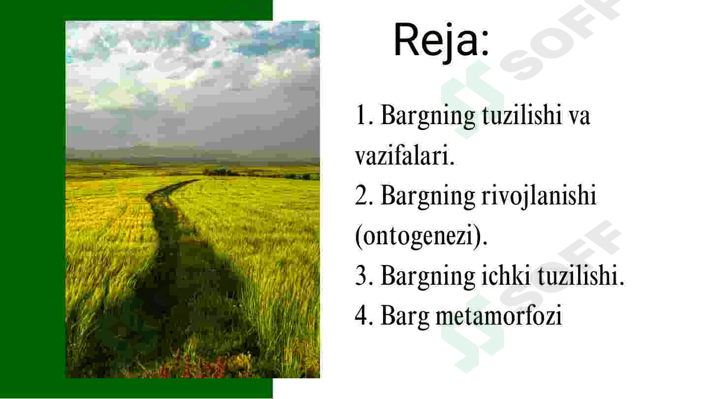Barg va uning vazifalari 2