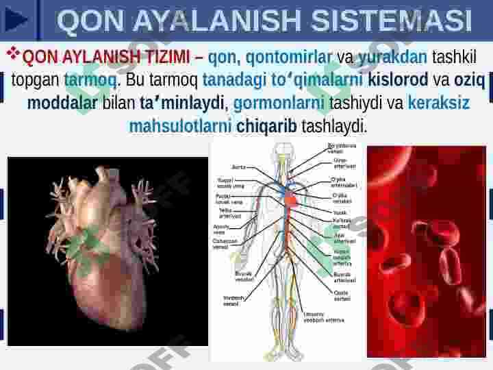 KATTA QON AYLANISH DOIRASI 3