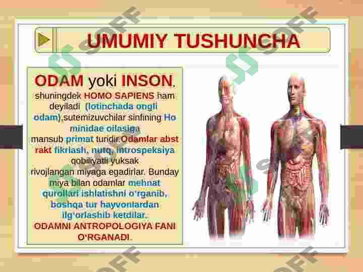 ODAM EVOLYUTSIYASI-DASTLABKI ODAMLAR 3
