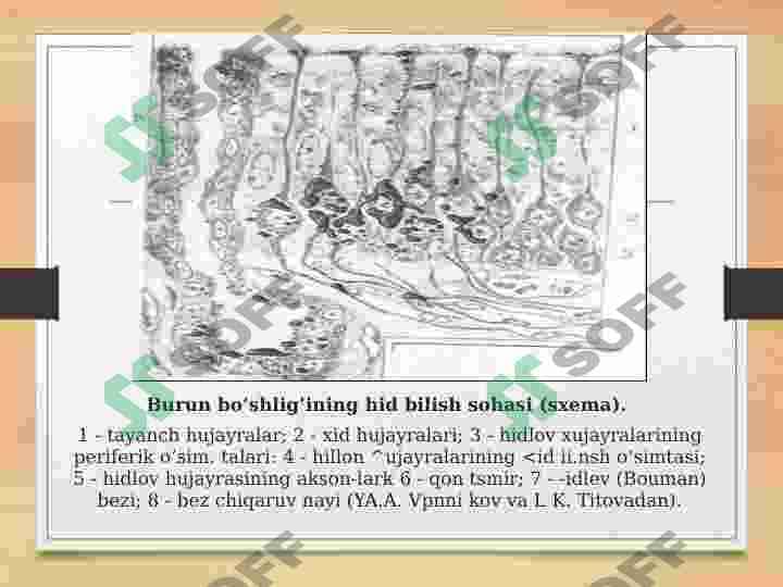 Hid bilish, og'riq idroki 4