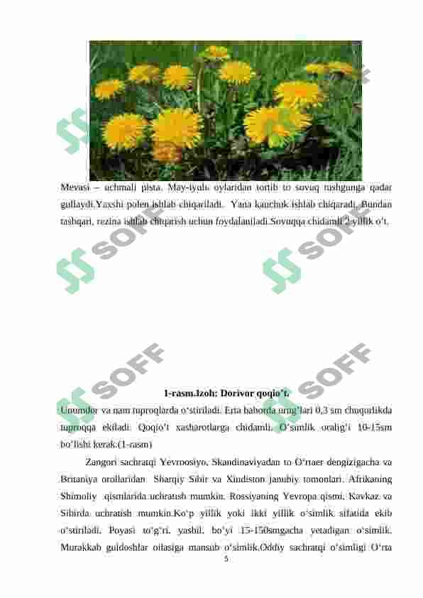 Qoqio’tdoshlar (Asteraceae) oilasi 5