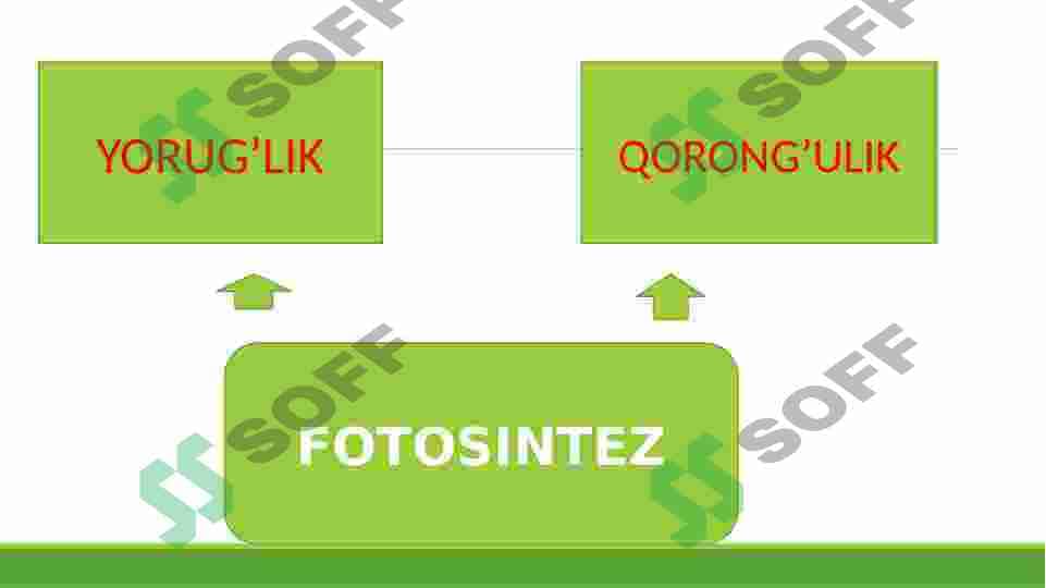 FOTOSINTEZ 5