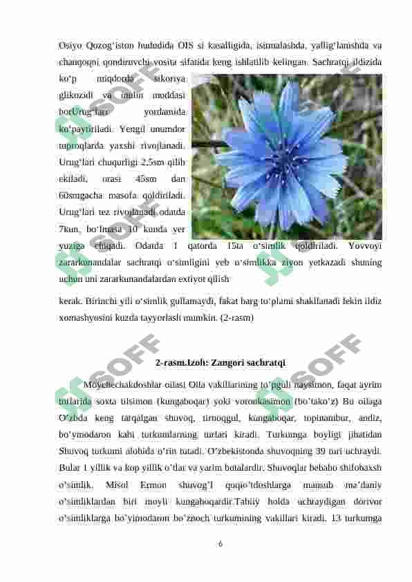 Qoqio’tdoshlar (Asteraceae) oilasi 6