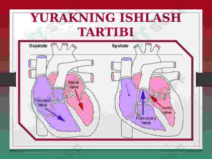 YURAK ANATOMIYASI 6