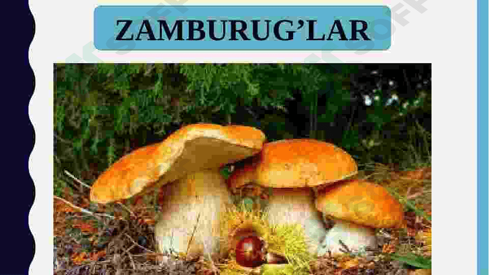 Biosferaning tarkibi 7