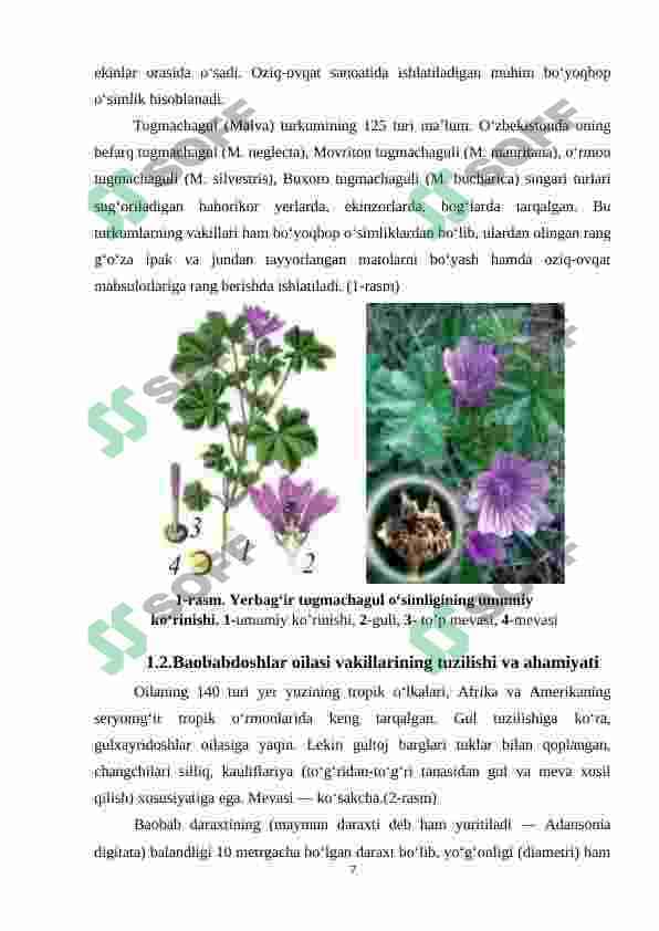 TUGMACHAGUL (MALVA) TURKUMI 7
