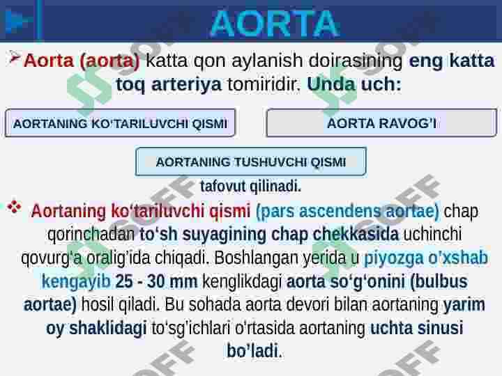 KATTA QON AYLANISH DOIRASI 8