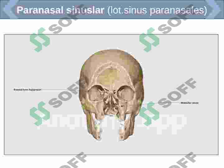 NAFAS TIZIMI FILOGENEZI VA BUZULISHLARI 8