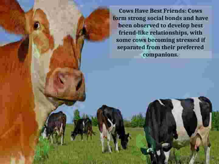 interesting facts 2