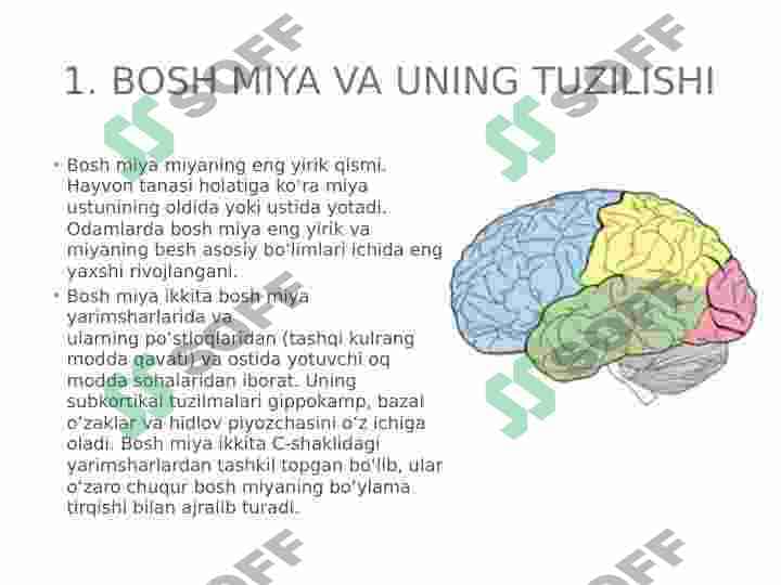 Bosh miya va orqa miya. Ularning vazifalari 3
