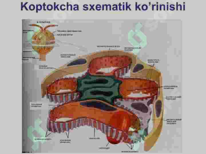 Nefrotik sindrom 6