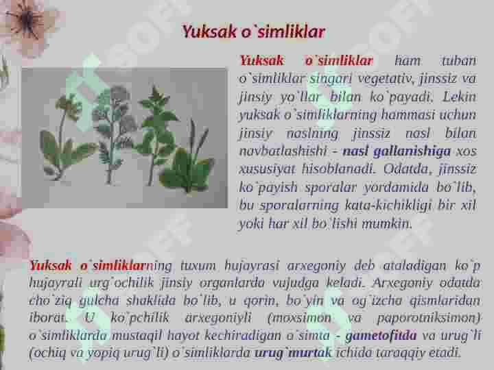 O’simliklar sistematikasi 6