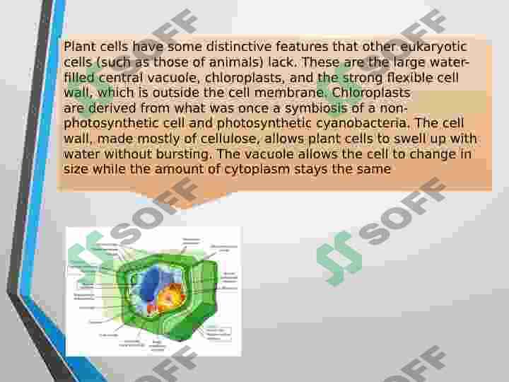 Plants 8