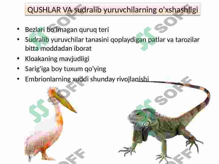 Qushlar sinfi 4