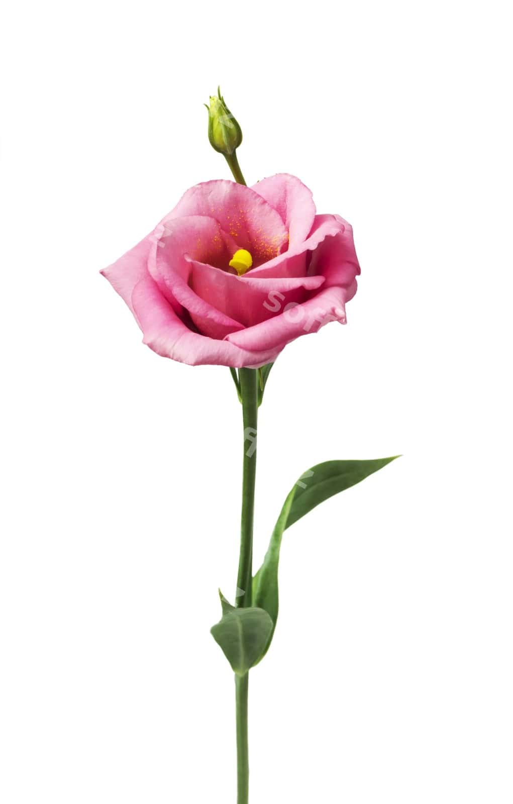 Go'zal eustoma gul ajraltirilgan oq fon | Beautiful eustoma flower isolated white 1