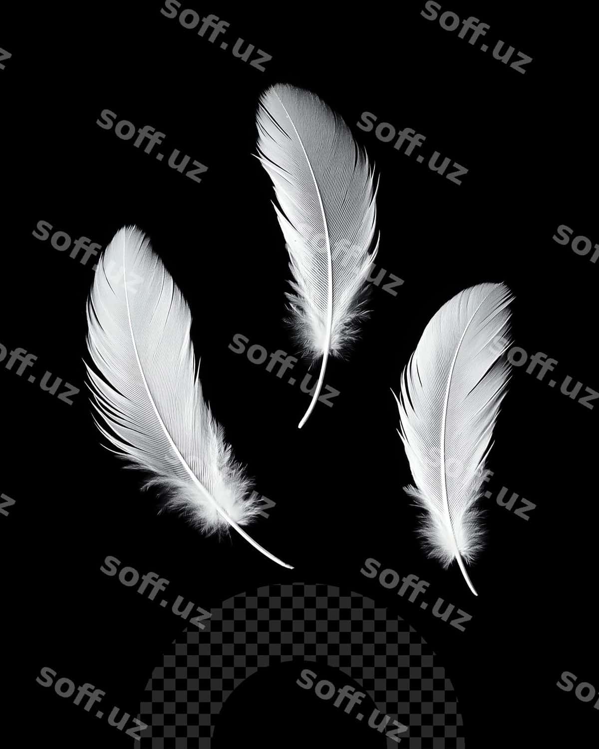 Qora orqa fon oq tuktuklar bilan u | Black background with white feathers it 1