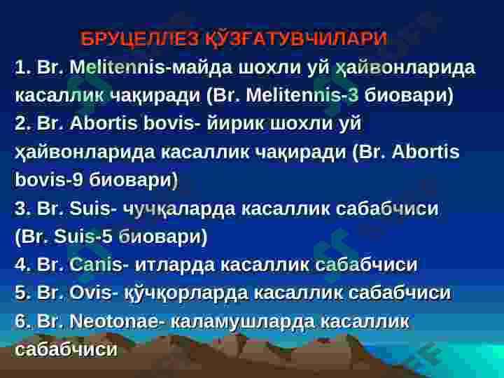 БРУЦЕЛЛЕЗ 6
