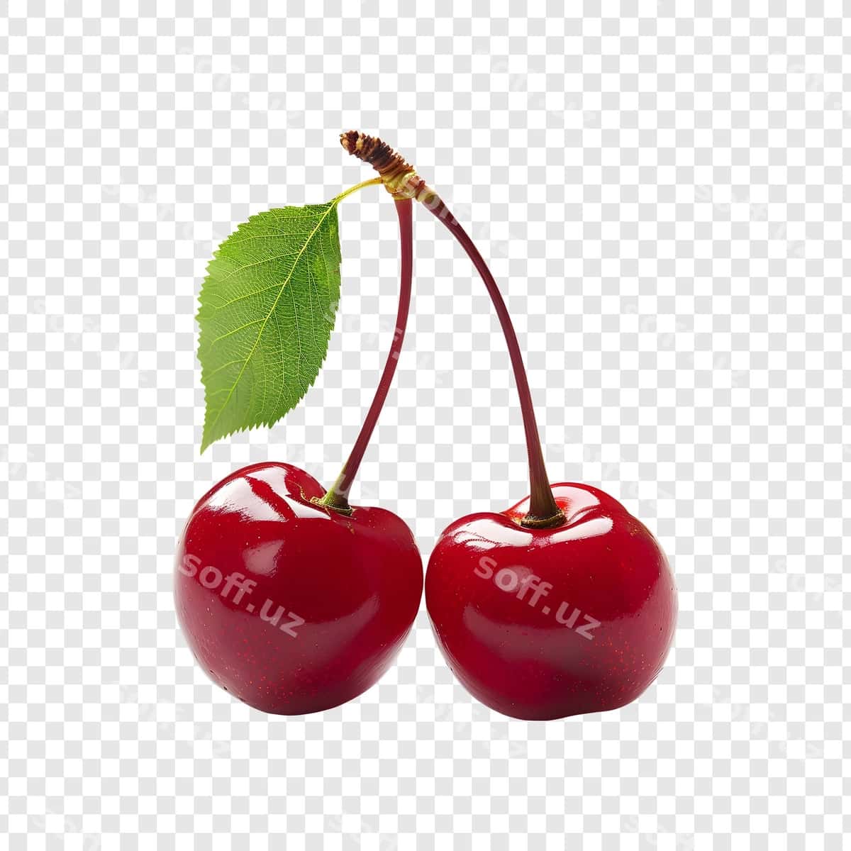 Olchalar yaproqli shaffof fonda | Cherries with leaf transparent background 1