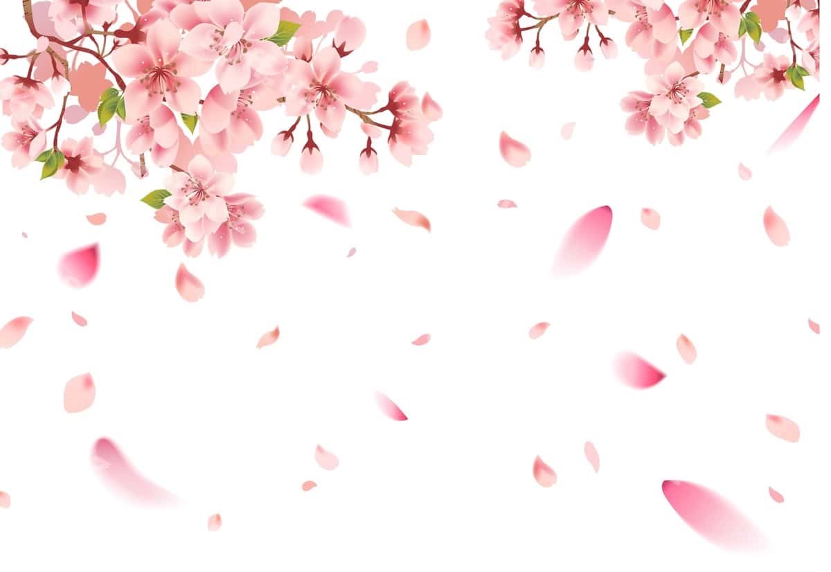 Olcha guli sakura oq orqa fon | Cherry blossom sakura white background 1