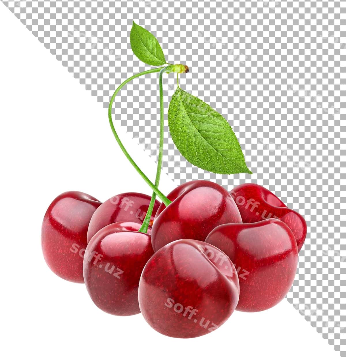 Olcha ajraltirilgan oq fonda | Cherry isolated white background 1