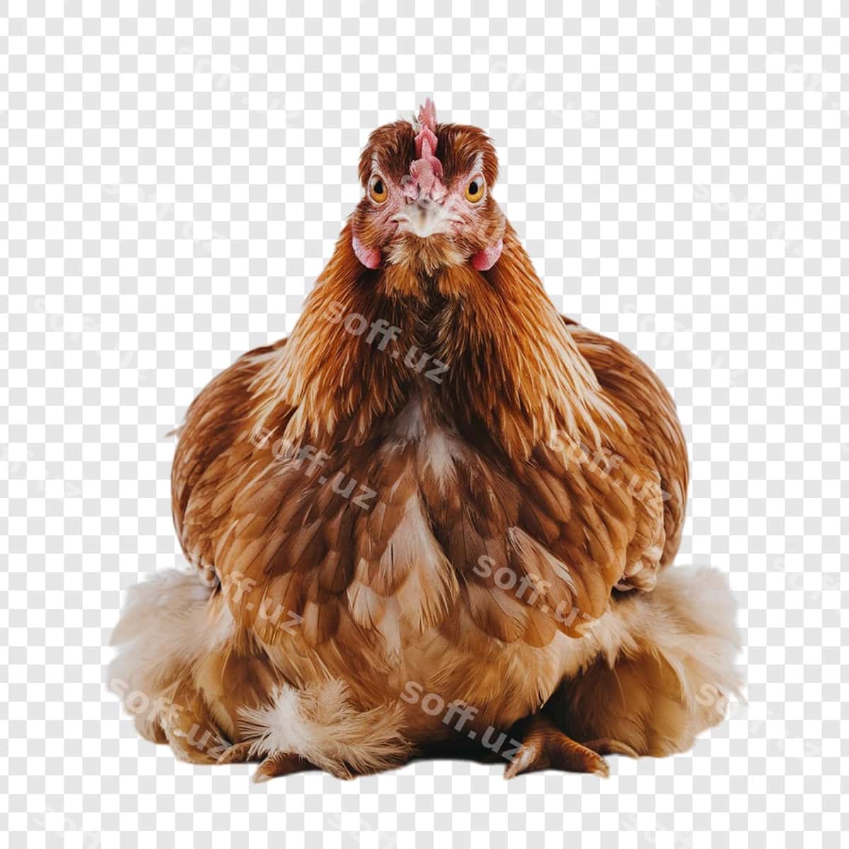 Tovuq ajraltirilgan oq orqa fonda | Chicken isolated white background 1