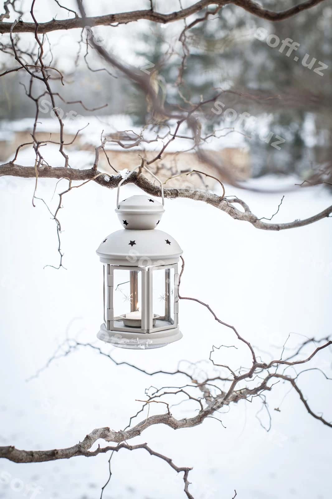Yaqin rasmda yog'ochsiz daraxtga asib turgan fonar | Close up lantern hanging bare tree 1