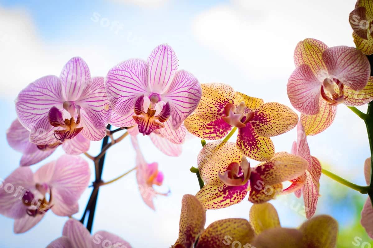 Tashqi joyda oylanayotgan orkhideyalarning yaqin rasmi | Close up orchids growing outdoors 1