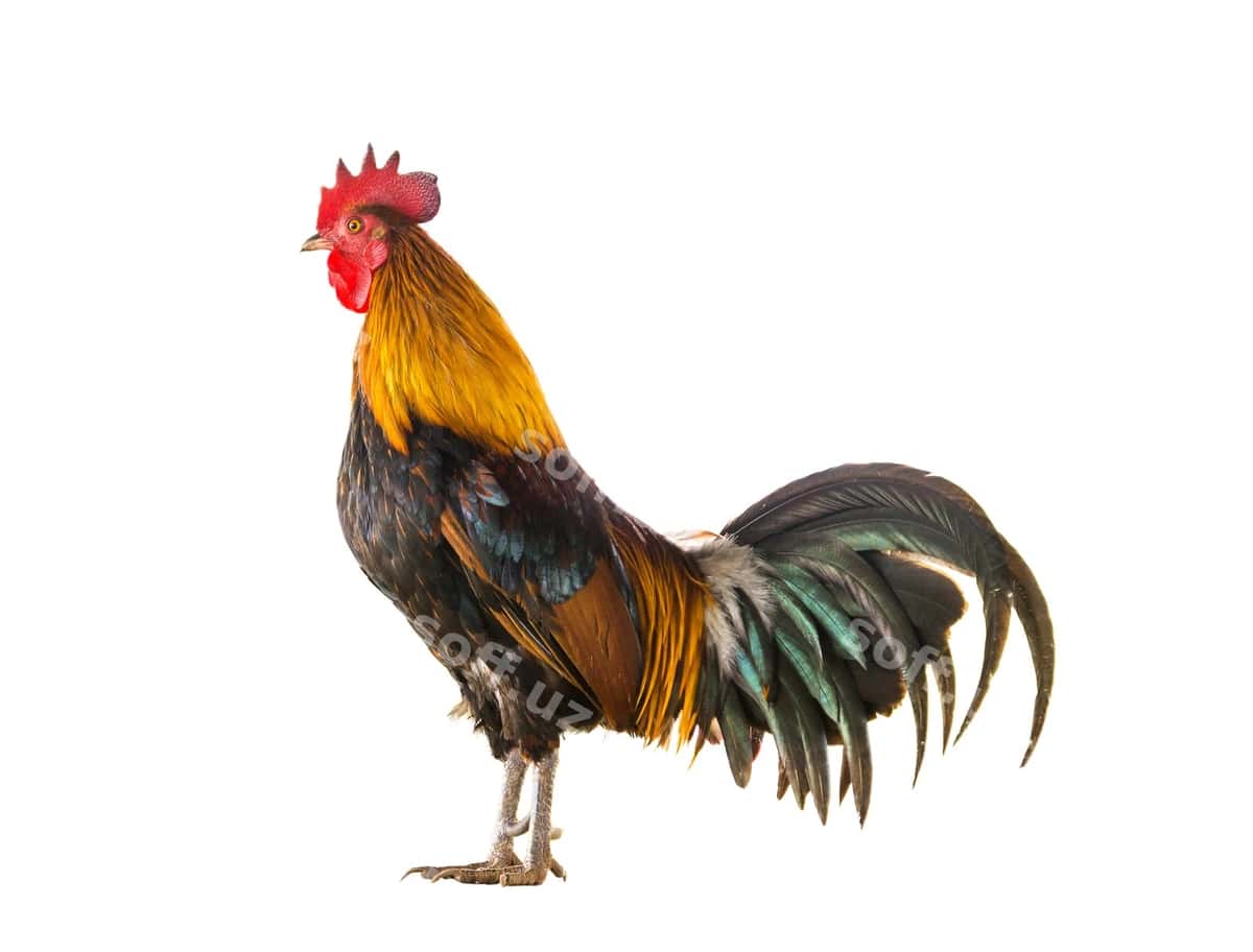 Yaqin surat mashina qushi oq fonda | Close up rooster against white background 1