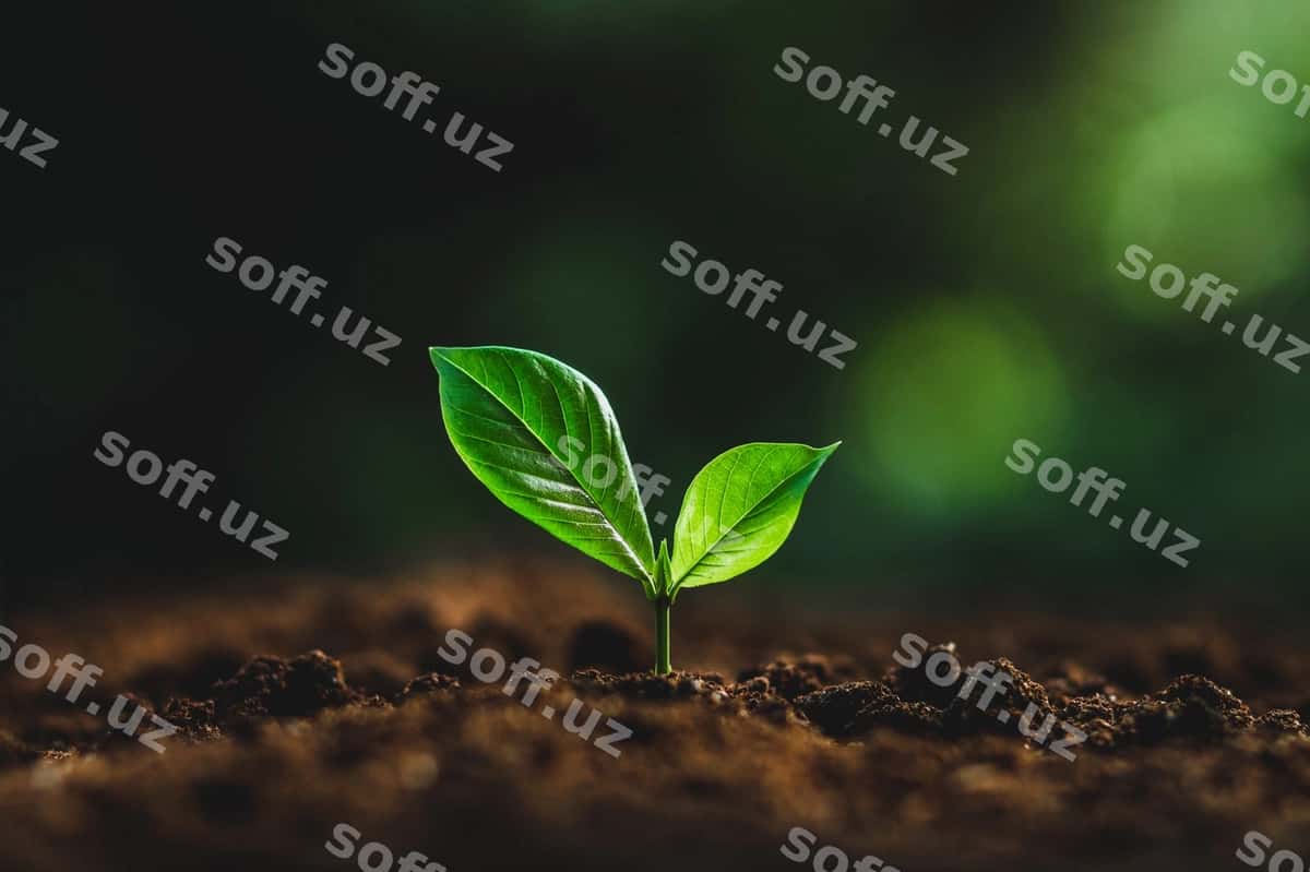 Yaqin kichik o'simlik o'sib boradigan maydon | Close up small plant growing field 1