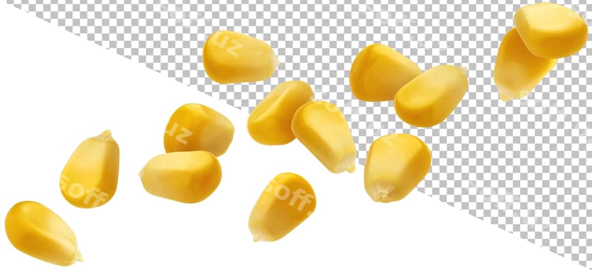 Makkajo'xori donalari izolyatsiya qilingan | Corn grains isolated 1