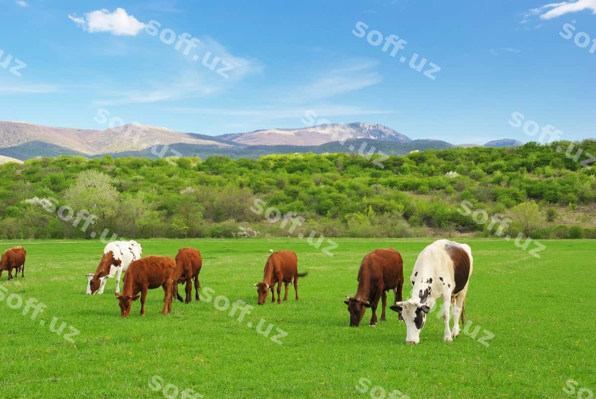 Sigir yashil dala tog | Cow green meadow mountain 1