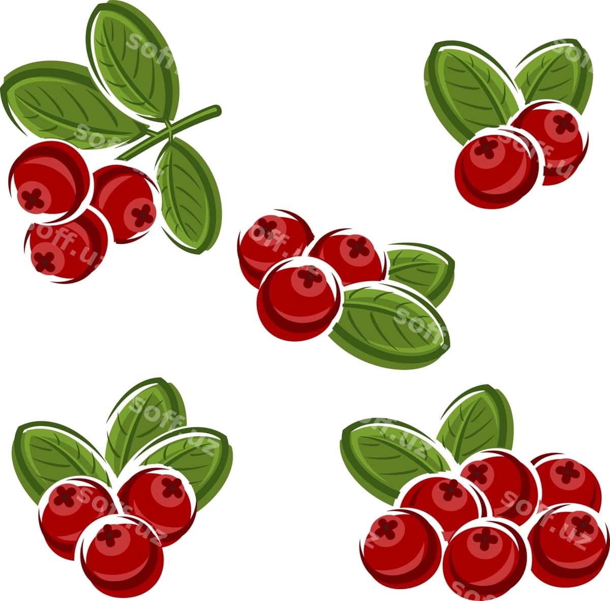 Kızılcık to'plami vektori | Cranberry set vector 1