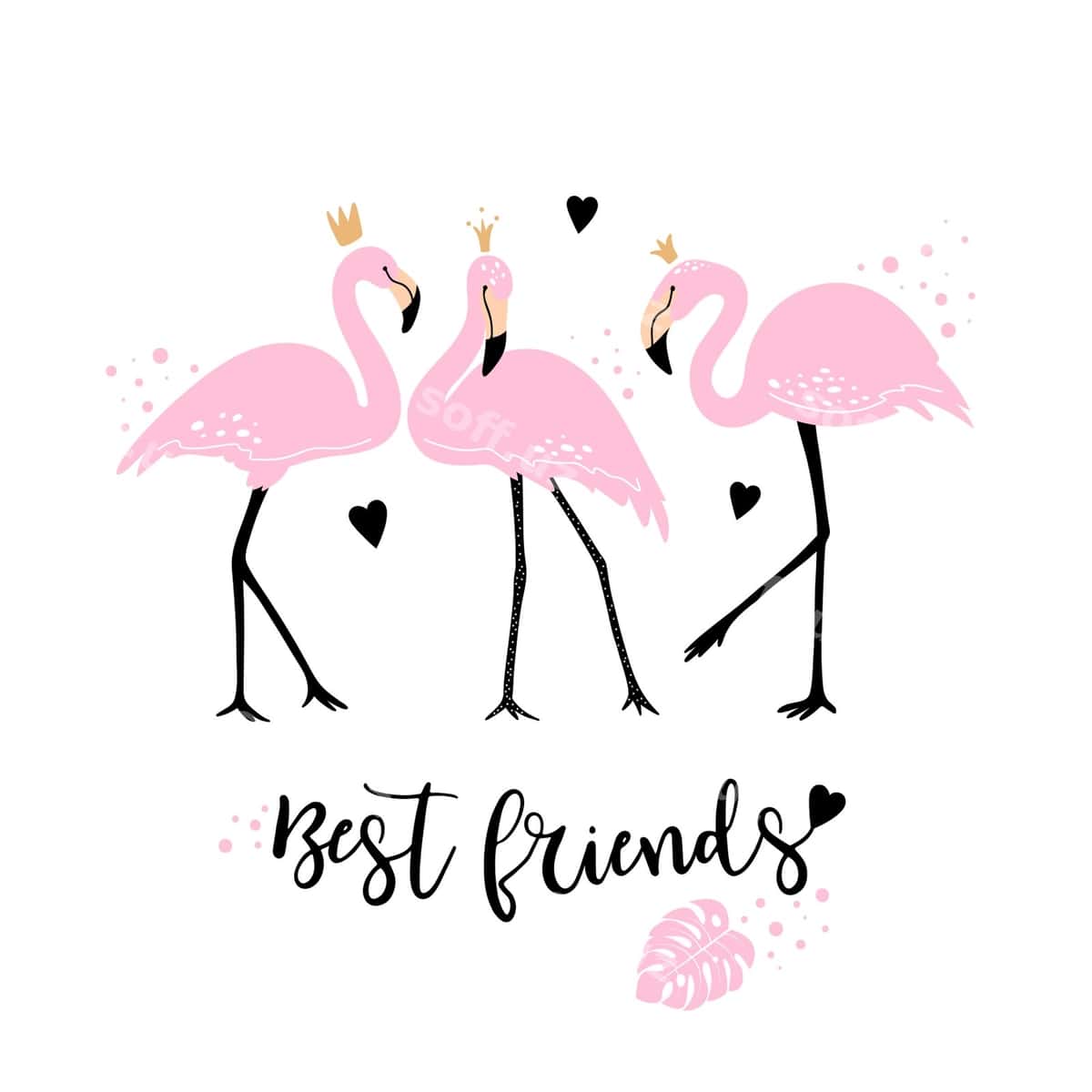 Chiroyli binafsha flamingolar | Cute pink flamingos 1