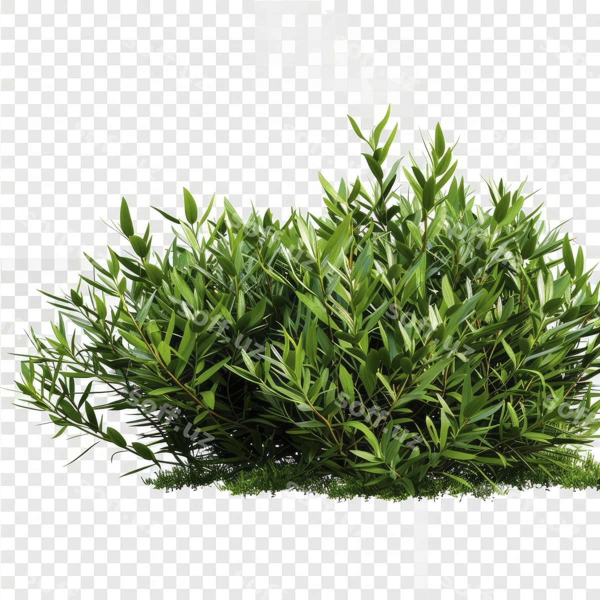 Kesilgan chortoplar shaffof fonda | Cutout bushes transparent backgorund 1