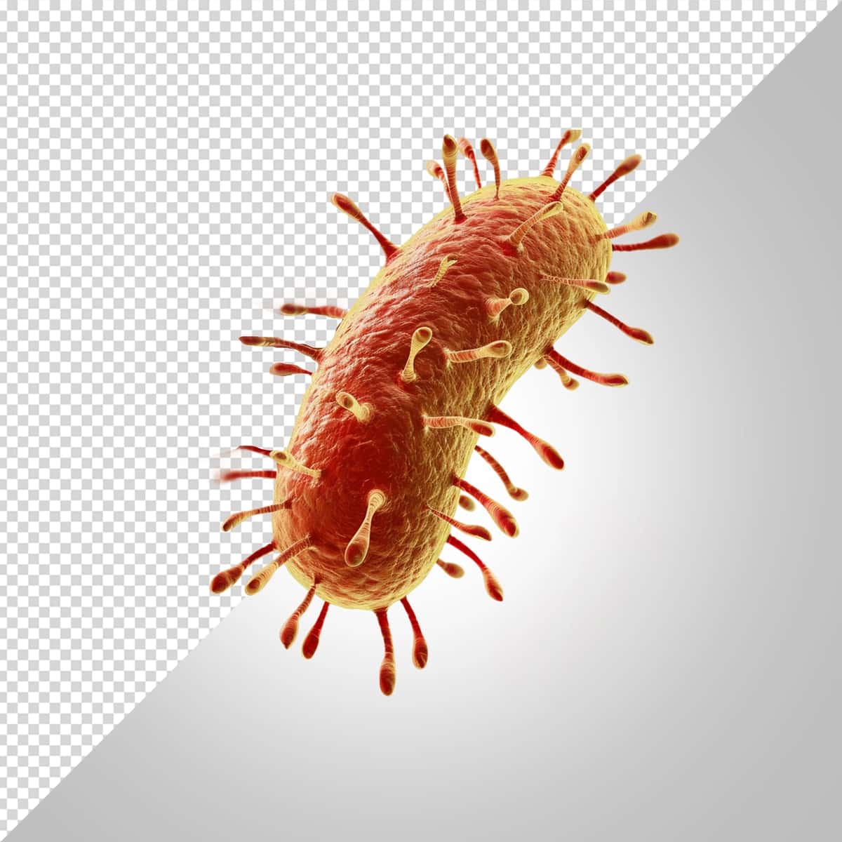 Bakteriyalar ajratilgan oq fon | Bacteria isolated white background 1