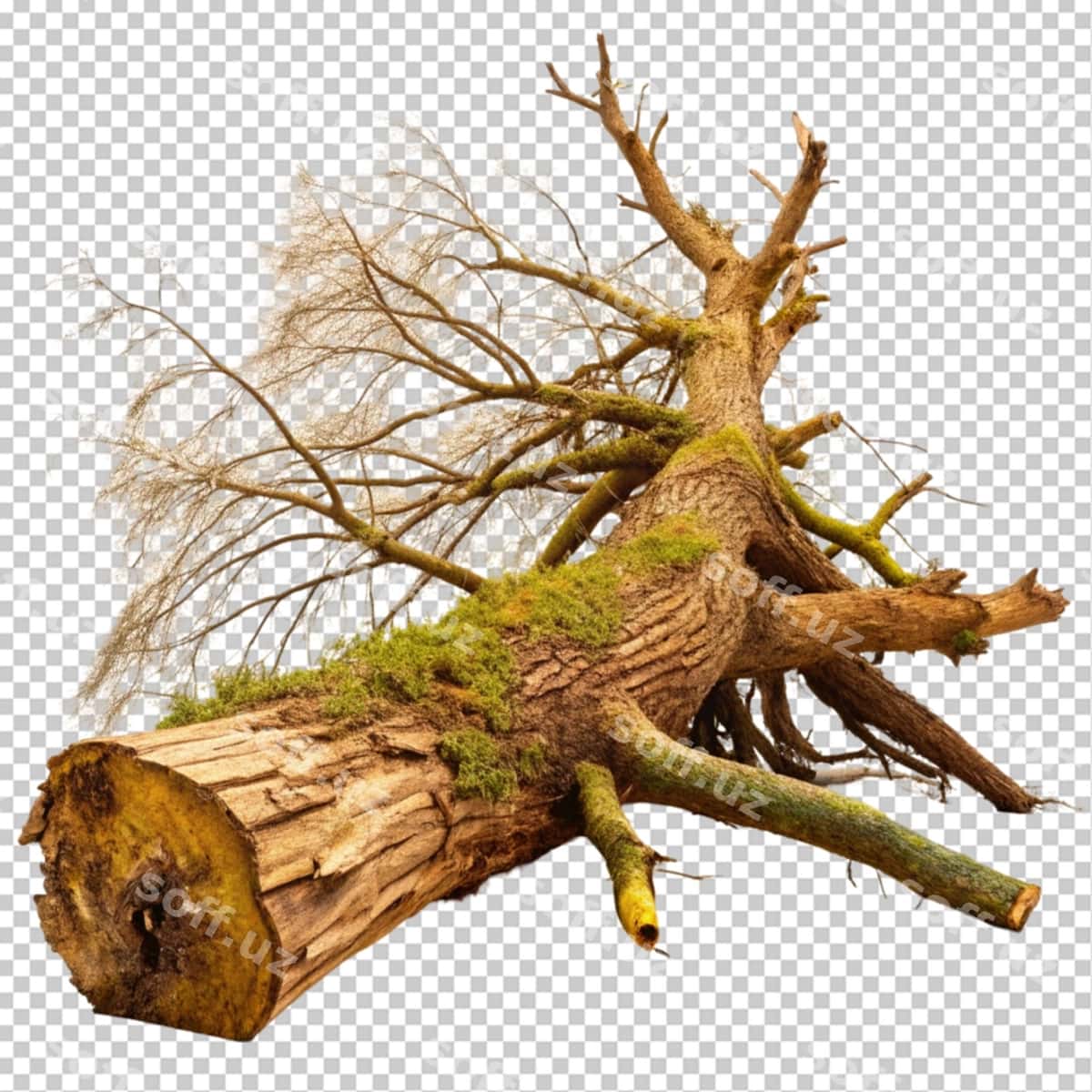 Yiqilgan daraxt shaffof orqa fonda | Fallen tree transparent background 1