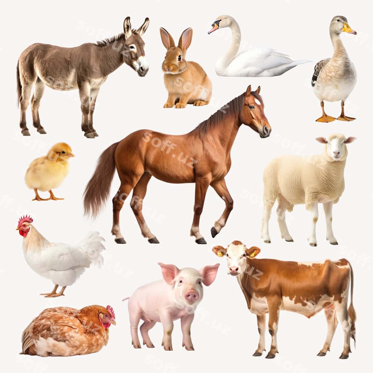 Qishloq uy hayvonlari to'plam illustratsiyasi | Farm animals collection illustration 1