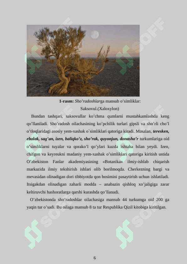 Sho`radoshlar oilasi 6