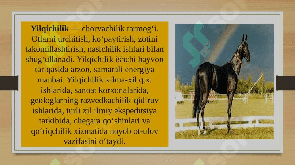 Yilqichilik 3