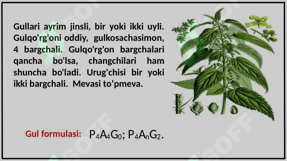 GAZANDANAMOLAR (URTICALES) QABILASI 4