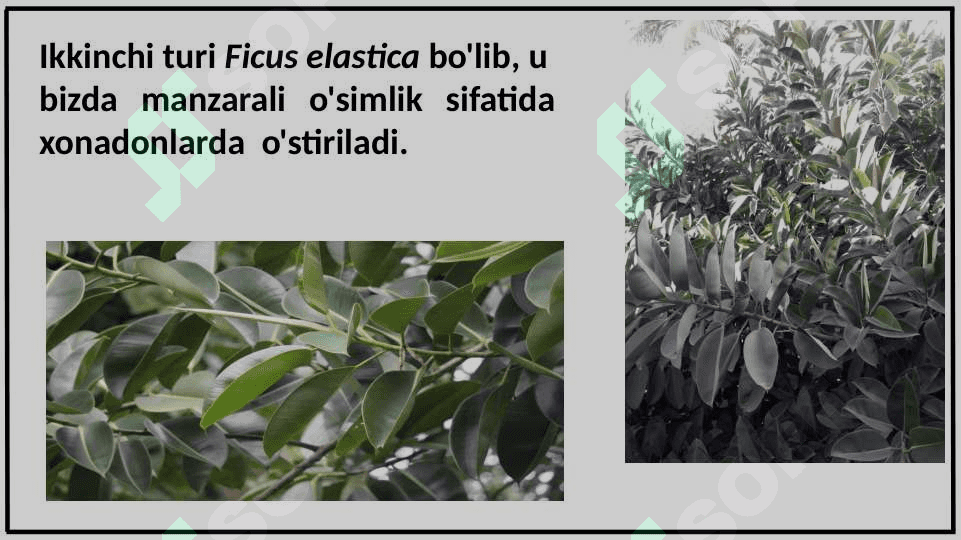 GAZANDANAMOLAR (URTICALES) QABILASI 7