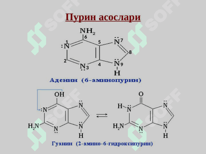 Нуклеозидлар ва нуклеотидлар.Нуклеин кислоталар 8