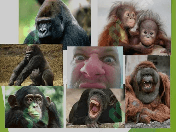Odam evolutsiyasi 24 8