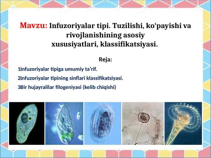 Infuzoriyalar tipi. Tuzilishi, ko‘payishi va rivojlanishining asosiyxususiyatlari, klassifikatsiyasi
