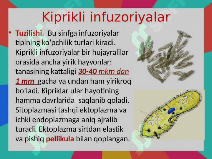 Infuzoriyalar tipi. Tuzilishi, ko‘payishi va rivojlanishining asosiyxususiyatlari, klassifikatsiyasi 5