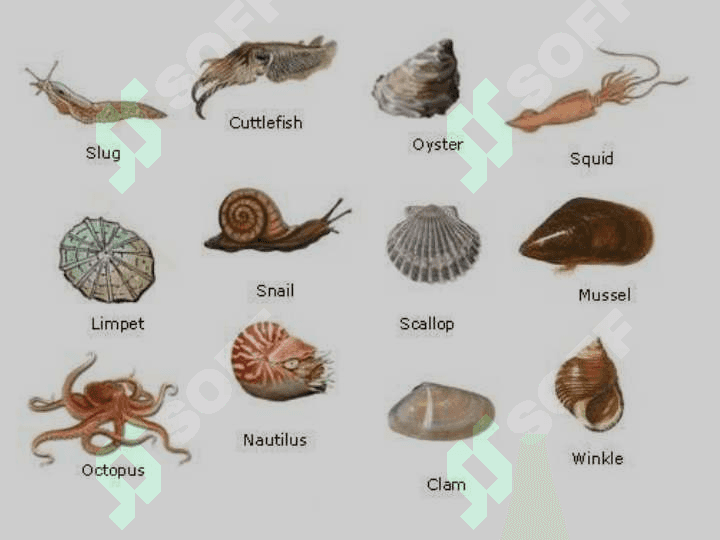 Molluskalarning tipining umumiy tavsifi, klassifikatsiyasi. Yonbosh  nervlilar kenja tipi, tuzilishi umumiy tavsifi sinflari va vakillari, ko’payishi va rivojlanishi 4