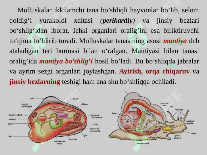 Molluskalarning tipining umumiy tavsifi, klassifikatsiyasi. Yonbosh  nervlilar kenja tipi, tuzilishi umumiy tavsifi sinflari va vakillari, ko’payishi va rivojlanishi 5