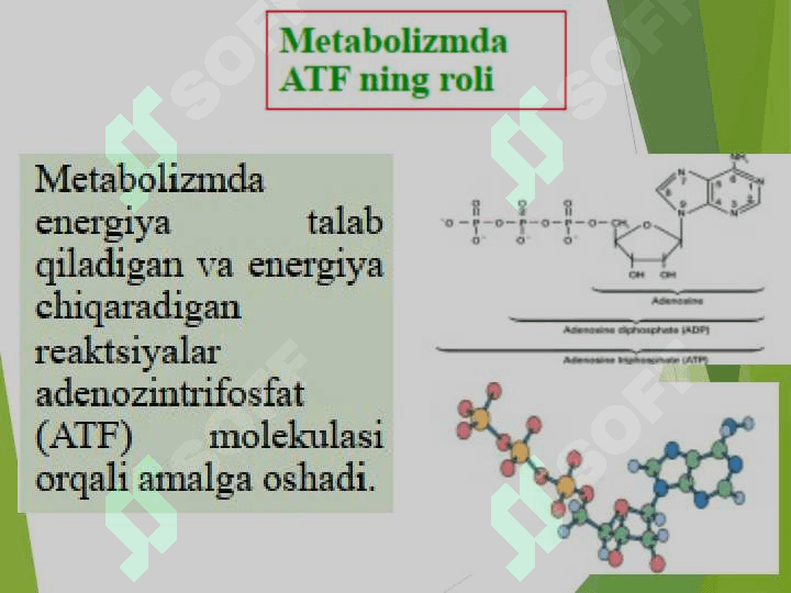 MIKROORGANIZMLAR METABOLIZMI 5