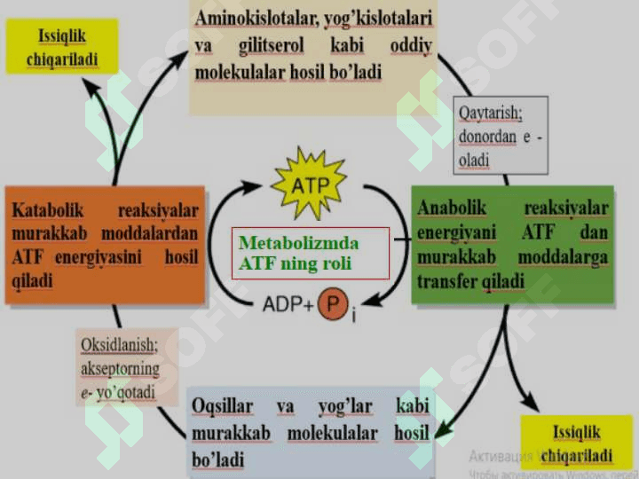 MIKROORGANIZMLAR METABOLIZMI 6